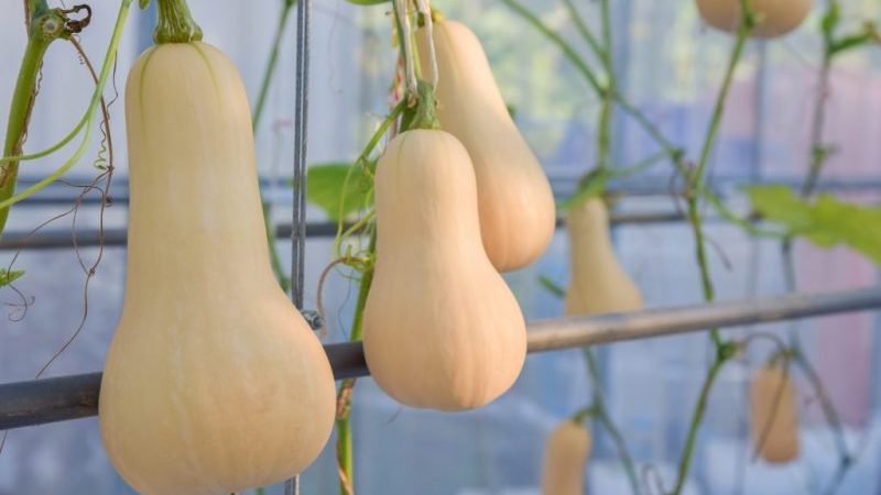 We grow on our site a mid-season pumpkin Guitar with large fruits for long-term storage