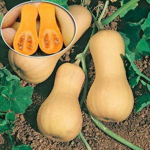 We grow on our site a mid-season pumpkin Guitar with large fruits for long-term storage