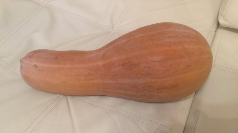 We grow on our site a mid-season pumpkin Guitar with large fruits for long-term storage