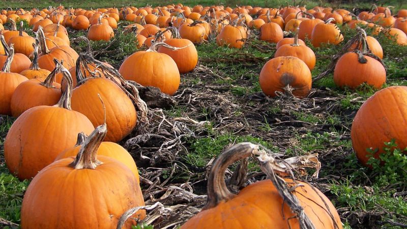 Why does pumpkin rot in the garden, what to do with this problem and how to prevent its appearance