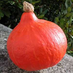 Delicious and bright pumpkin Kapitoshka: getting to know the variety and gardeners' reviews of its cultivation