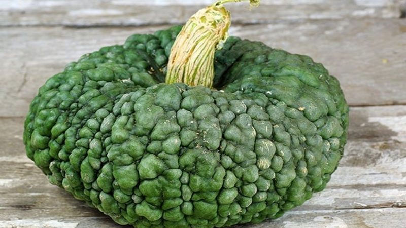 Delicious variety, suitable for long-term storage and consumption raw - Marina pumpkin from Chioggia