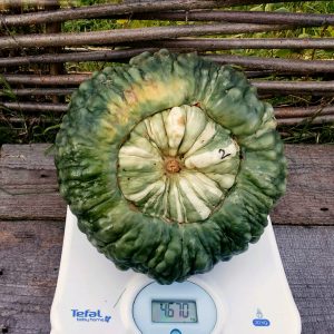 Delicious variety, suitable for long-term storage and consumption raw - Marina pumpkin from Chioggia