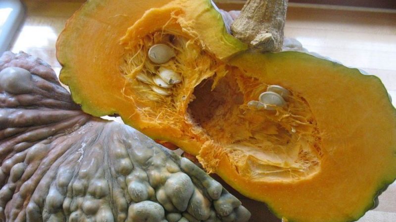 Delicious variety, suitable for long-term storage and consumption raw - Marina pumpkin from Chioggia