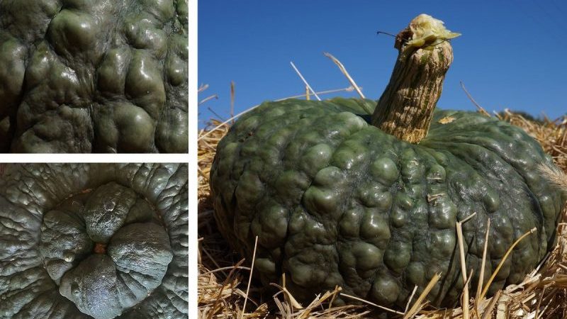 Delicious variety, suitable for long-term storage and consumption raw - Marina pumpkin from Chioggia