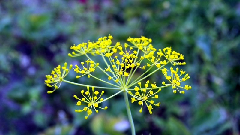 Dill is an effective remedy for facial beauty and not only