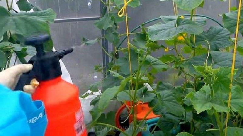 Vinegar is the best folk remedy for fighting aphids on cucumbers