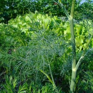 Important steps for a good harvest of Alligator dill: from seed preparation to disease prevention