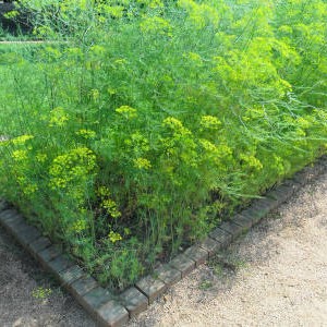 Important steps for a good harvest of Alligator dill: from seed preparation to disease prevention