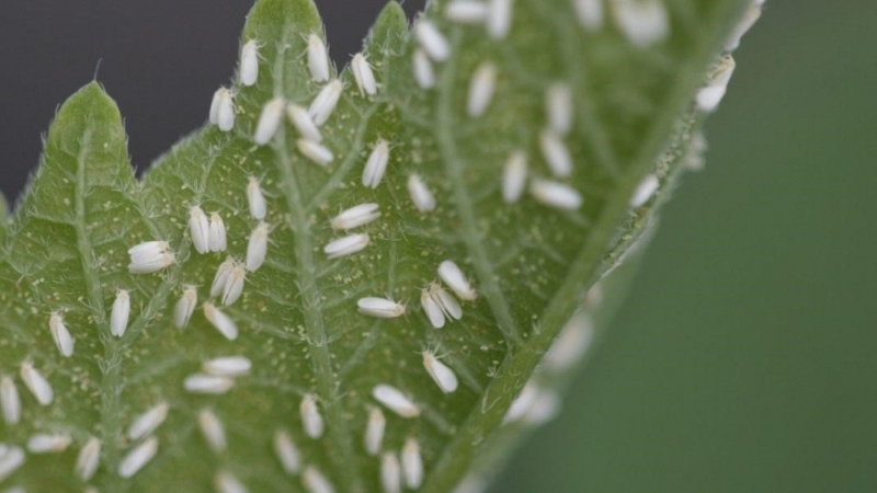 We save the tomato crop on our own - tomato pests in the greenhouse and methods of dealing with them