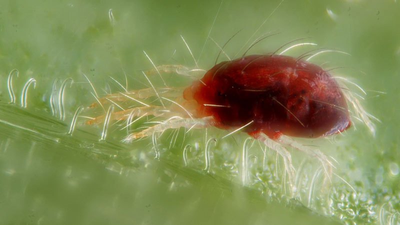 We save the tomato crop on our own - tomato pests in the greenhouse and methods of dealing with them