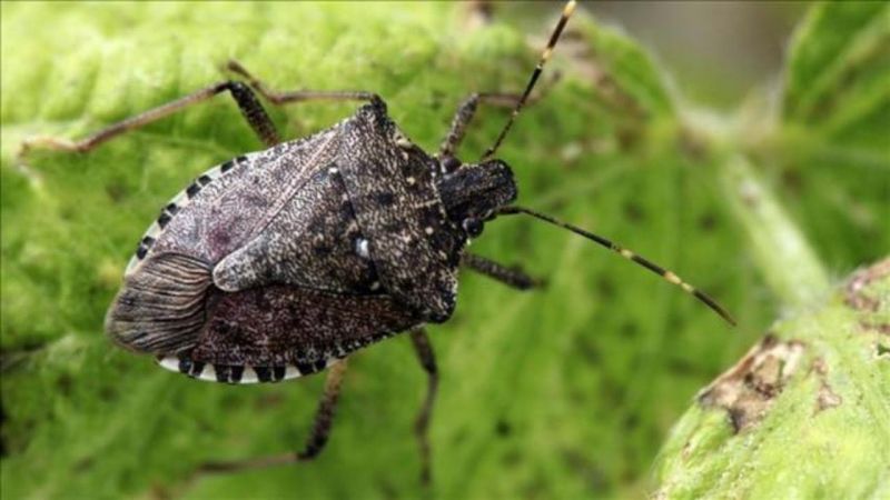 We save the tomato crop on our own - tomato pests in the greenhouse and methods of dealing with them