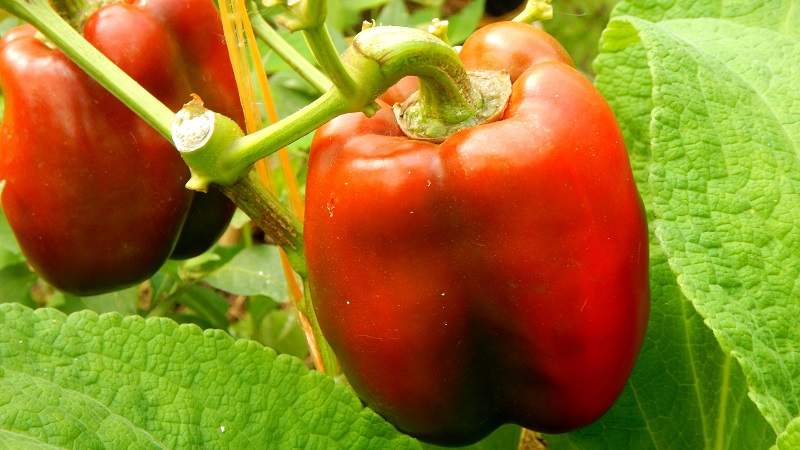 We grow on the site one of the most popular types of sweet peppers - Kubyshka