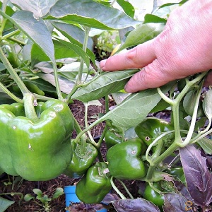 We grow on the site one of the most popular types of sweet peppers - Kubyshka