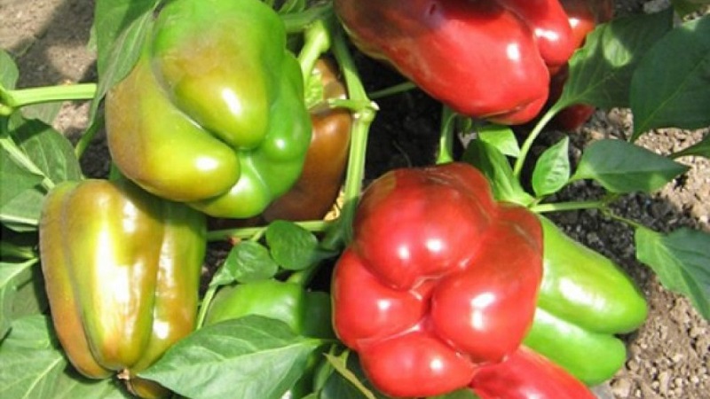 We grow on the site one of the most popular types of sweet peppers - Kubyshka