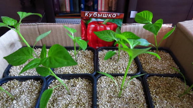 We grow on the site one of the most popular types of sweet peppers - Kubyshka