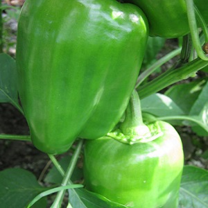 We grow on the site one of the most popular types of sweet peppers - Kubyshka