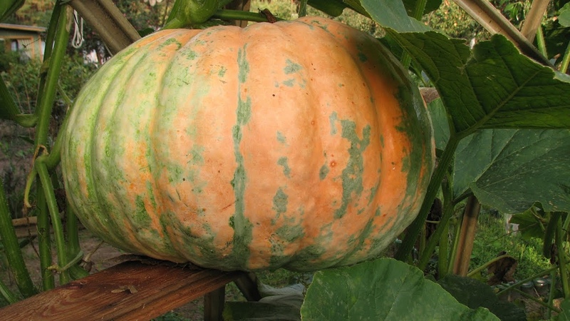 Growing pumpkin in Siberia in the open field and caring for it in stages