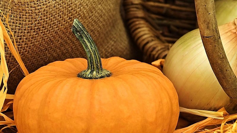 Growing pumpkin in Siberia in the open field and caring for it in stages