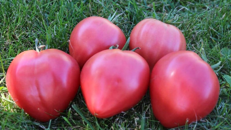 High yield and large fruits with a delicate taste: tomato Eagle heart - how to grow it yourself without hassle