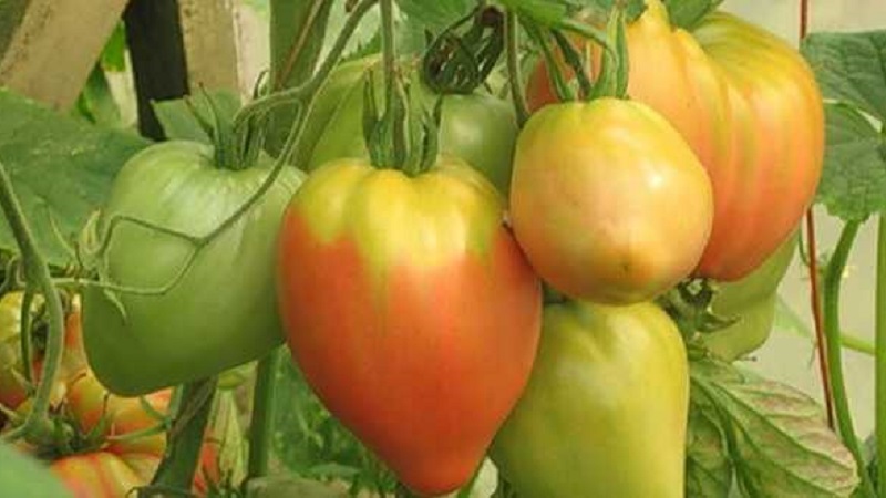 High yield and large fruits with a delicate taste: tomato Eagle heart - how to grow it yourself without hassle