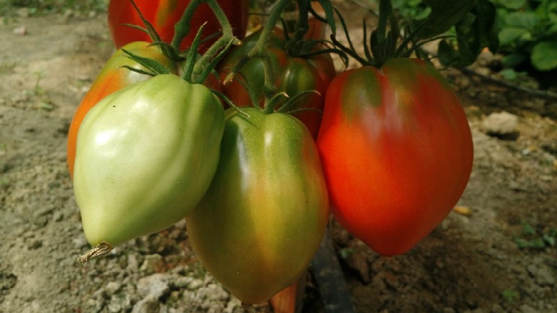 High yield and large fruits with a delicate taste: tomato Eagle heart - how to grow it yourself without hassle