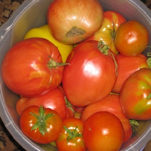 High yield and large fruits with a delicate taste: tomato Eagle heart - how to grow it yourself without hassle