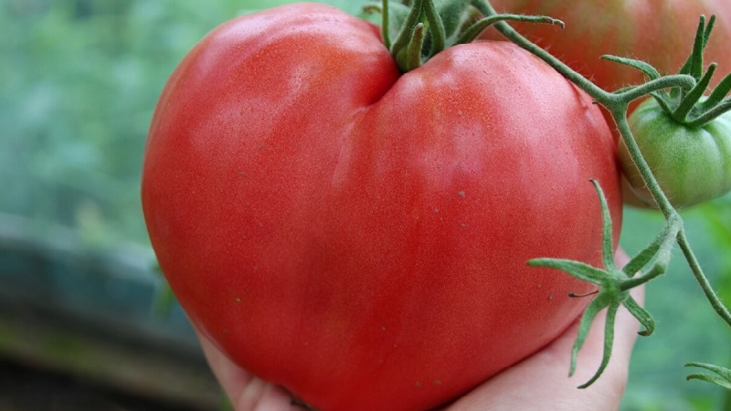 High yield and large fruits with a delicate taste: tomato Eagle heart - how to grow it yourself without hassle