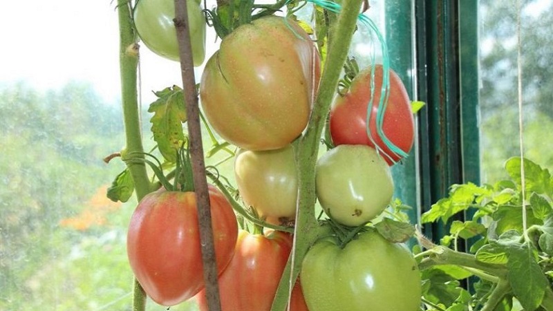 High yield and large fruits with a delicate taste: tomato Eagle heart - how to grow it yourself without hassle