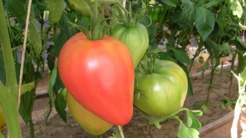 High yield and large fruits with a delicate taste: tomato Eagle heart - how to grow it yourself without hassle