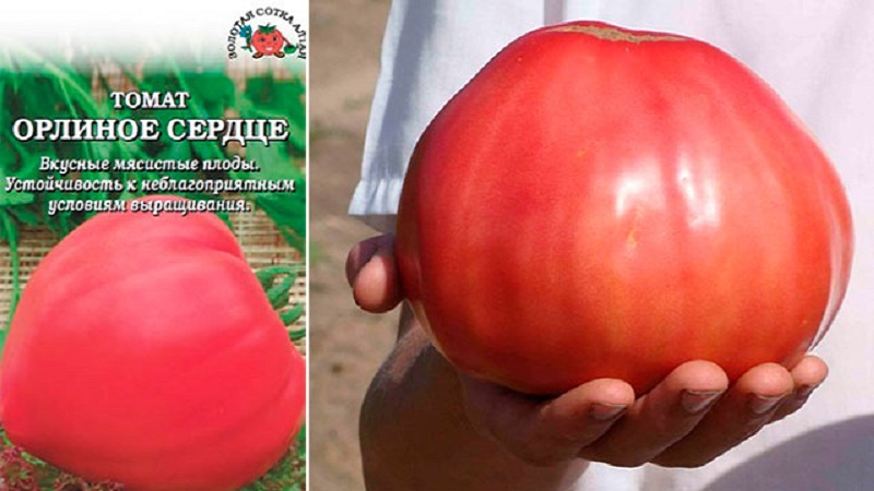 High yield and large fruits with a delicate taste: tomato Eagle heart - how to grow it yourself without hassle