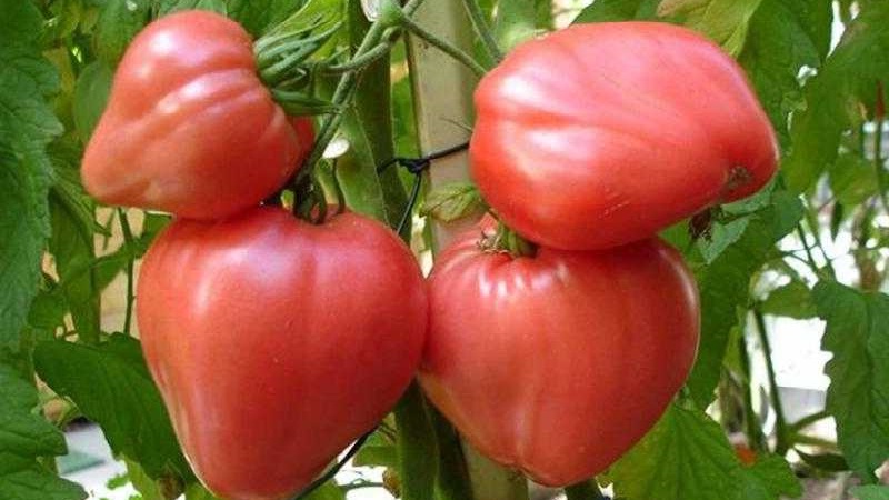 High yield and large fruits with a delicate taste: tomato Eagle heart - how to grow it yourself without hassle