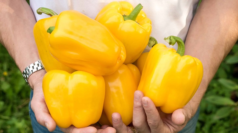 Bright and tasty sweet pepper Golden miracle: care rules for getting a rich harvest