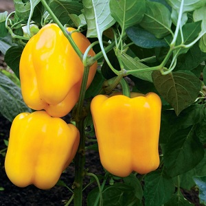 Bright and tasty sweet pepper Golden miracle: care rules for getting a rich harvest