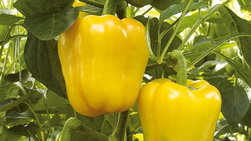 Bright and tasty sweet pepper Golden Miracle: care rules for getting a rich harvest