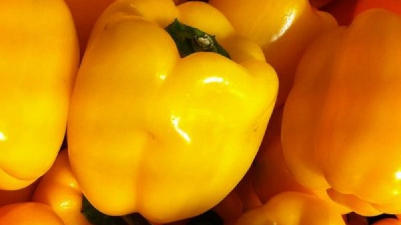 Bright and tasty sweet pepper Golden miracle: care rules for getting a rich harvest