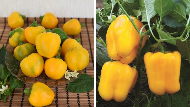Bright and tasty sweet pepper Golden Miracle: care rules for getting a rich harvest