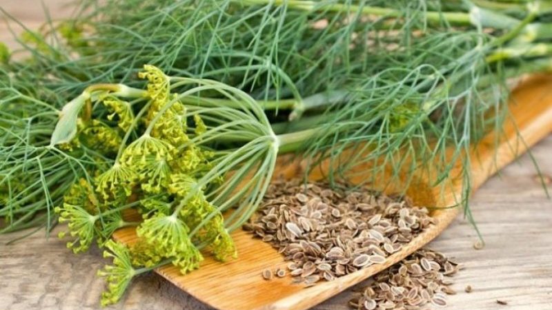 The healing properties of dill seeds: folk recipes and contraindications