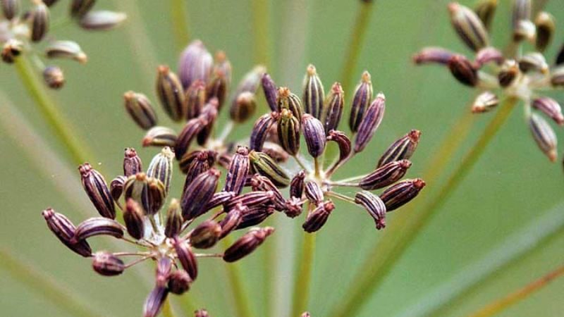 The healing properties of dill seeds: folk recipes and contraindications
