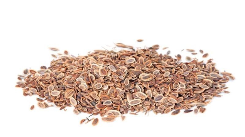 The healing properties of dill seeds: folk recipes and contraindications