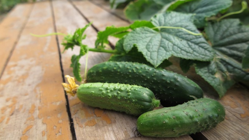 Cucumber Lutoyar F1, not capricious in care, bringing a rich and early harvest