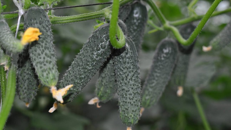 Cucumber Lutoyar F1, not capricious in care, bringing a rich and early harvest