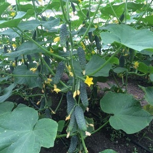 Cucumber Lutoyar F1, not capricious in care, bringing a rich and early harvest