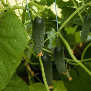 Cucumber Lutoyar F1, not capricious in care, bringing a rich and early harvest