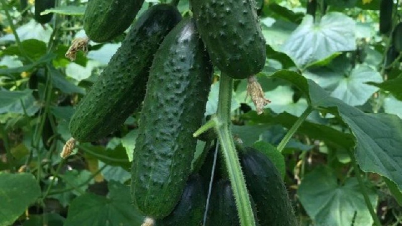 Cucumber Lutoyar F1, not capricious in care, bringing a rich and early harvest