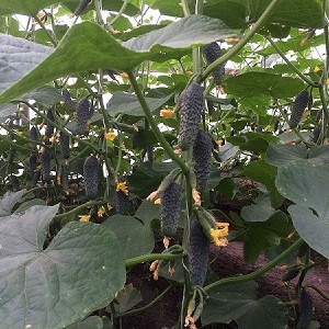 Cucumber Lutoyar F1, not capricious in care, bringing a rich and early harvest