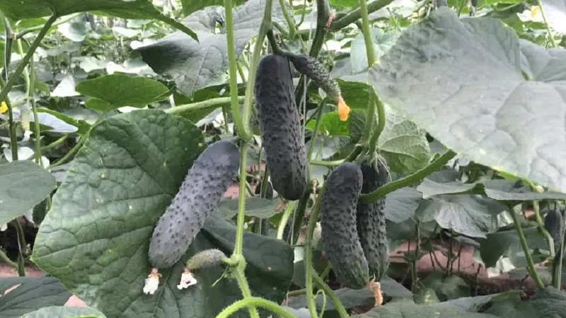 Cucumber Lutoyar F1, not capricious in care, bringing a rich and early harvest