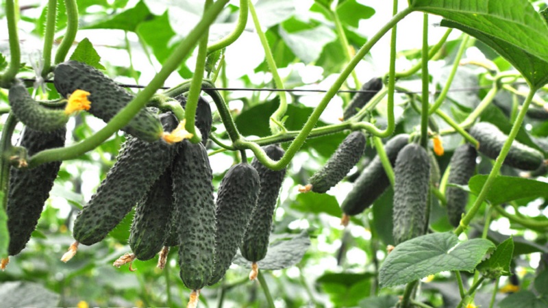 Cucumber Lutoyar F1, not capricious in care, bringing a rich and early harvest