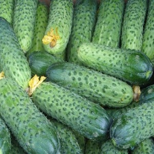 Cedric Dutch hybrid cucumber, recommended for greenhouse cultivation