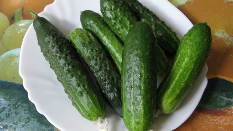 An overview of a hybrid of Satin cucumbers, which even a beginner can handle growing